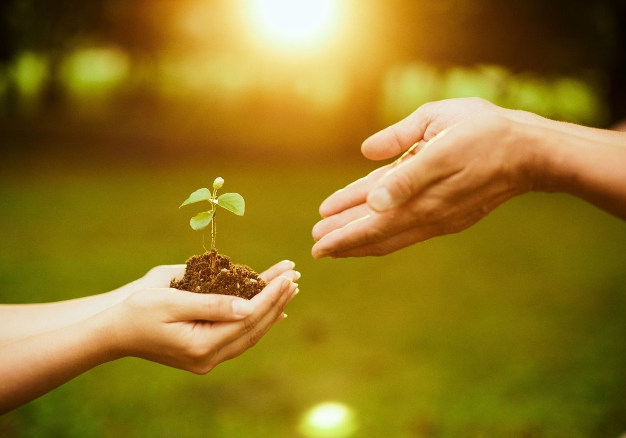 Two hands gently passing a small plant with leaves and soil, against a blurred green background illuminated by sunlight.